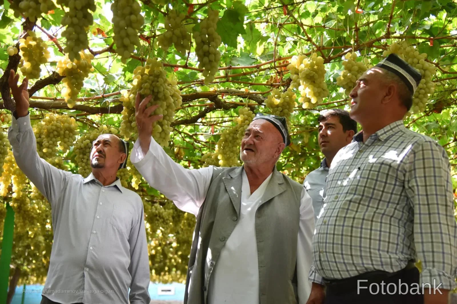 Uzumzorda uzum uzayotgan erkaklar