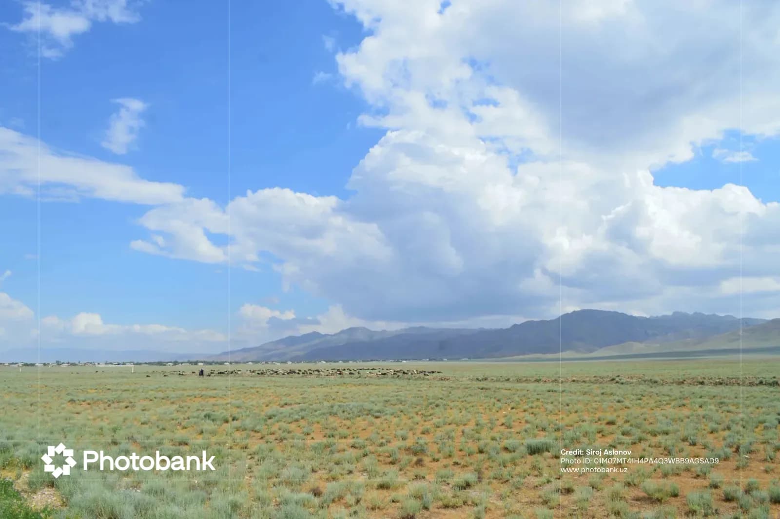 Rural landscape with distant livestock and mountains