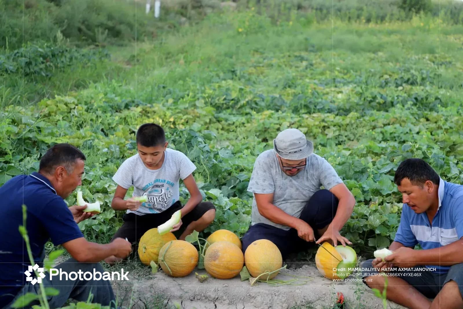 People cutting and eating melons outdoors in a field