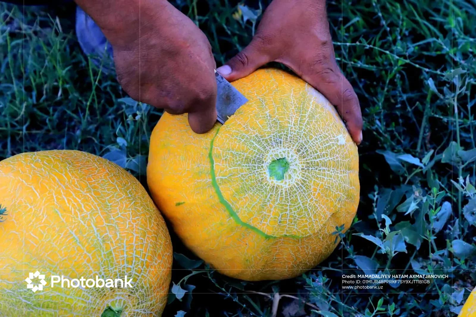 Person cutting a ripe melon outdoors