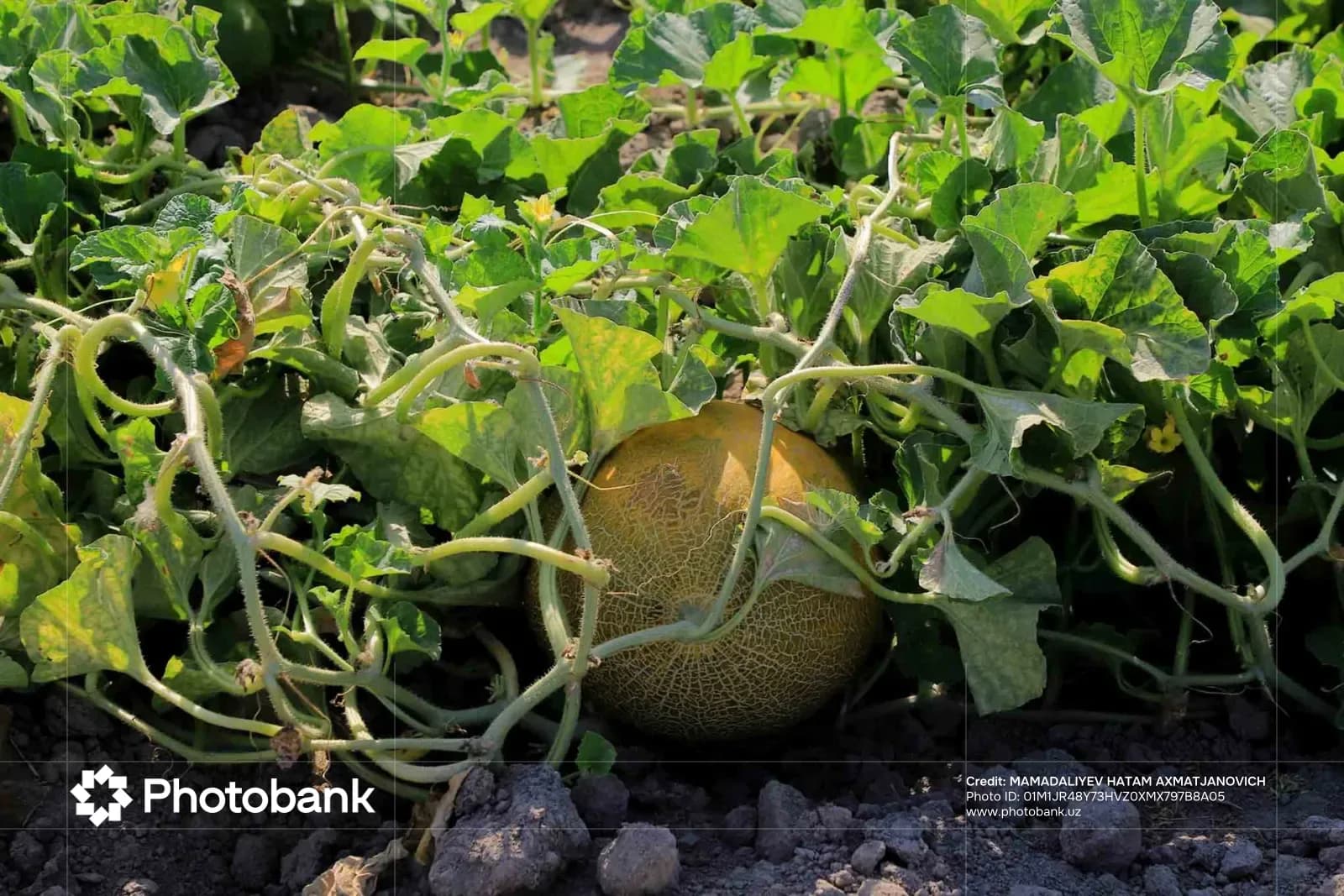 Melon growing in a field