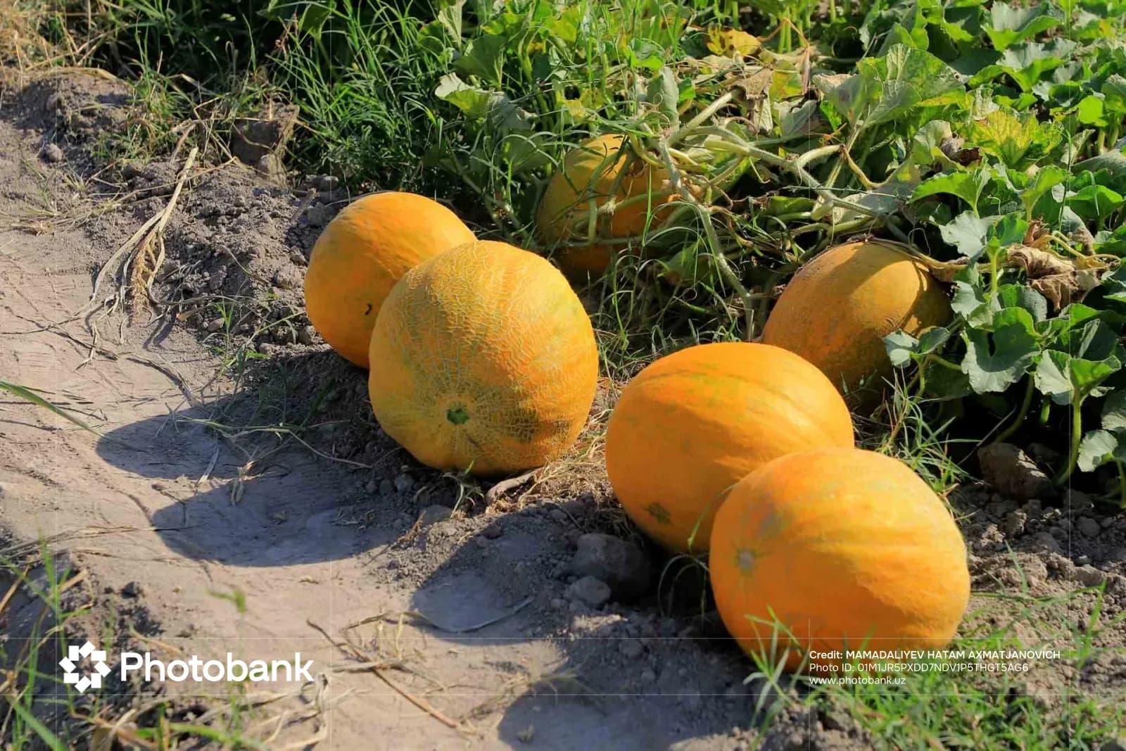 Ripe melons growing in an agricultural field