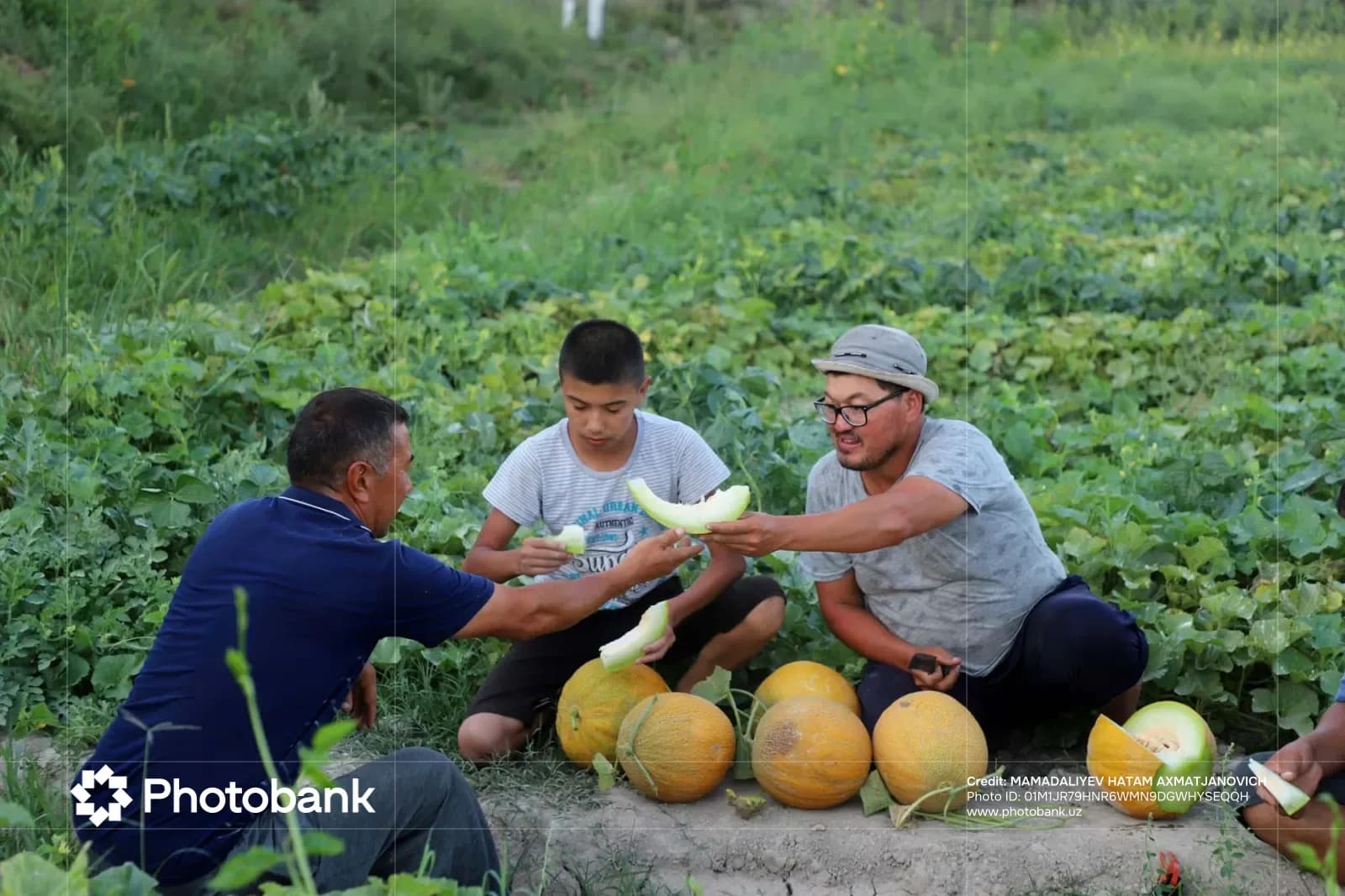 People harvesting melons in an agricultural field
