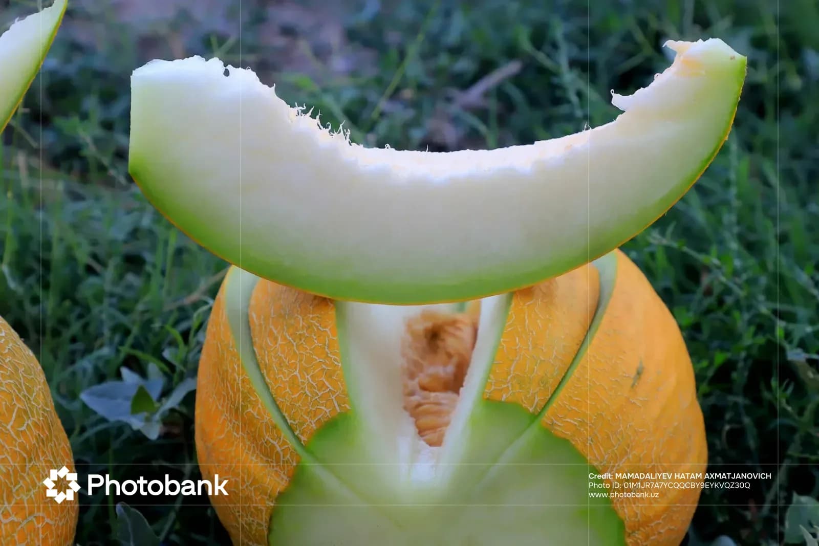 Freshly sliced melon on green grass
