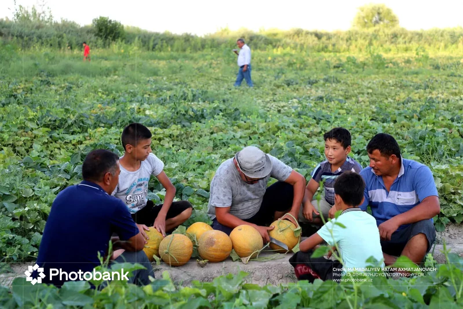 People harvesting melons in a rural agricultural field