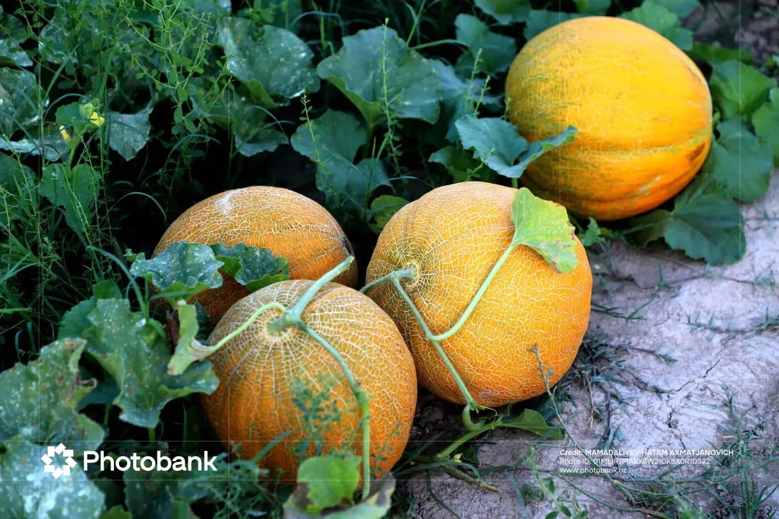 Ripe melons growing in an agricultural field
