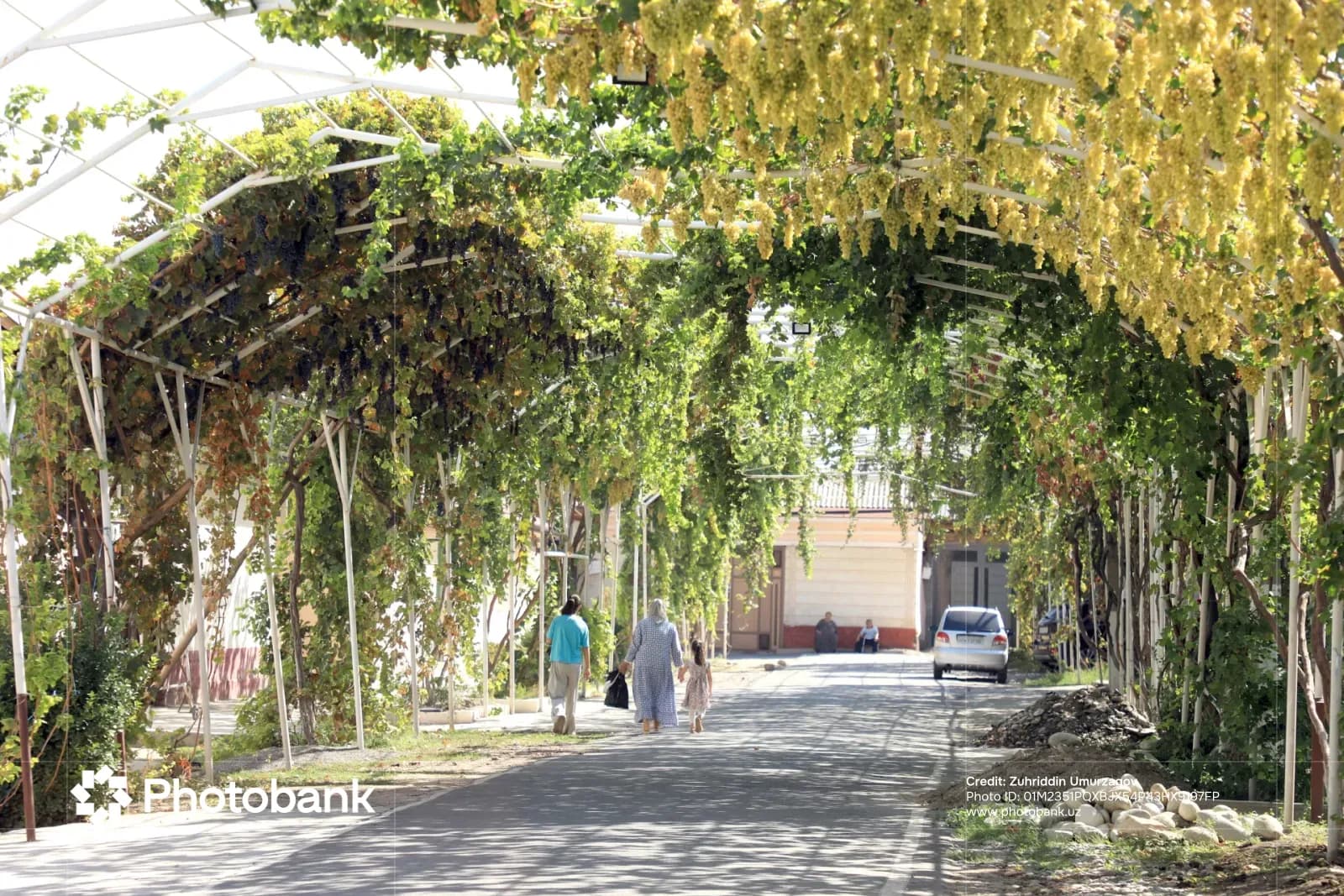 Buloqboshi tajribasi: yuqori samara va daromad manbai
