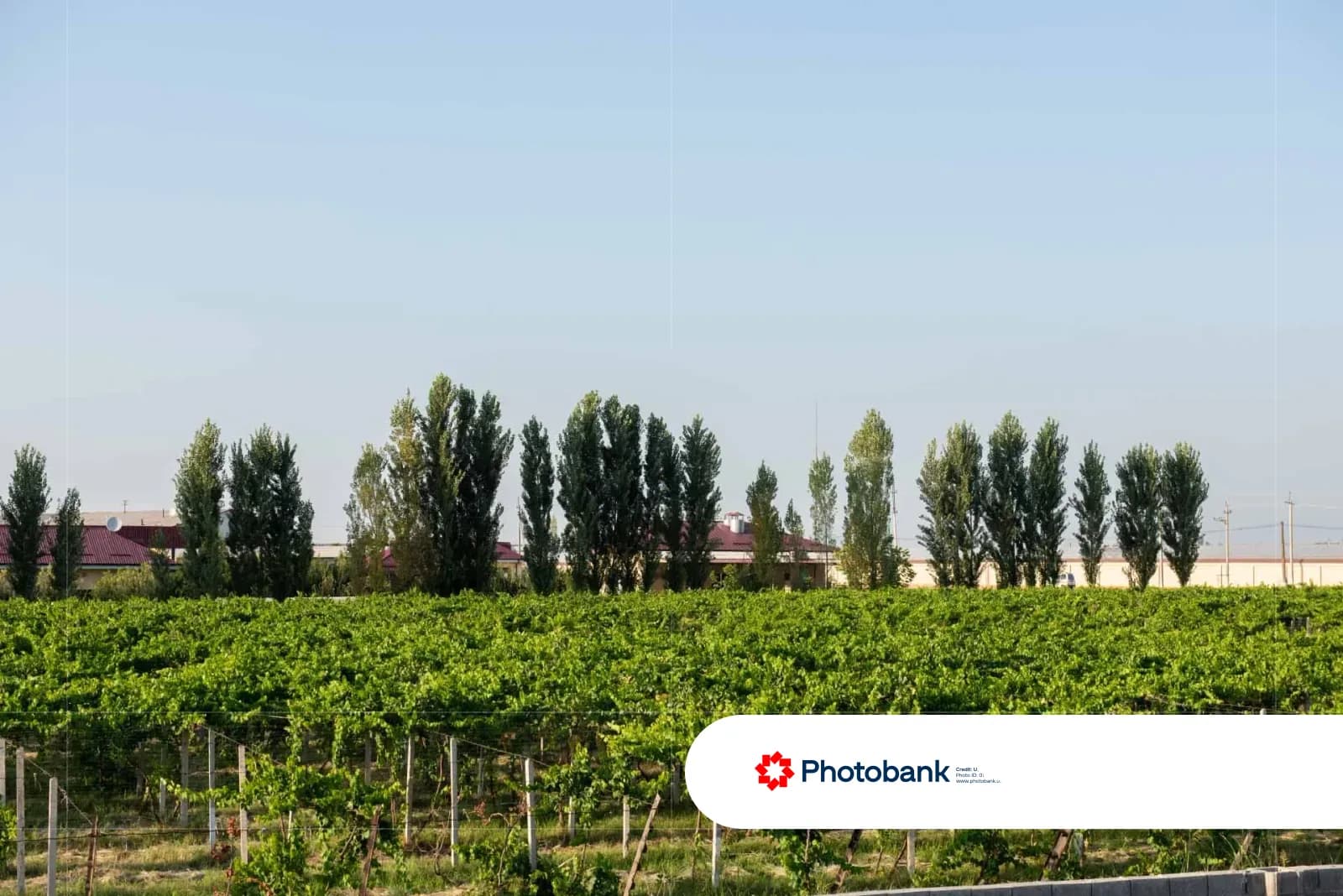 Green vineyard field under a clear blue sky