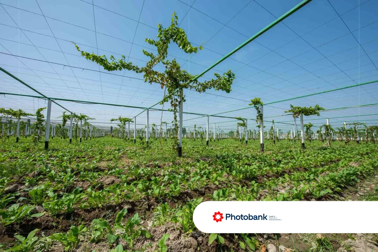 Green agricultural field with structured vine trellises and growing crops