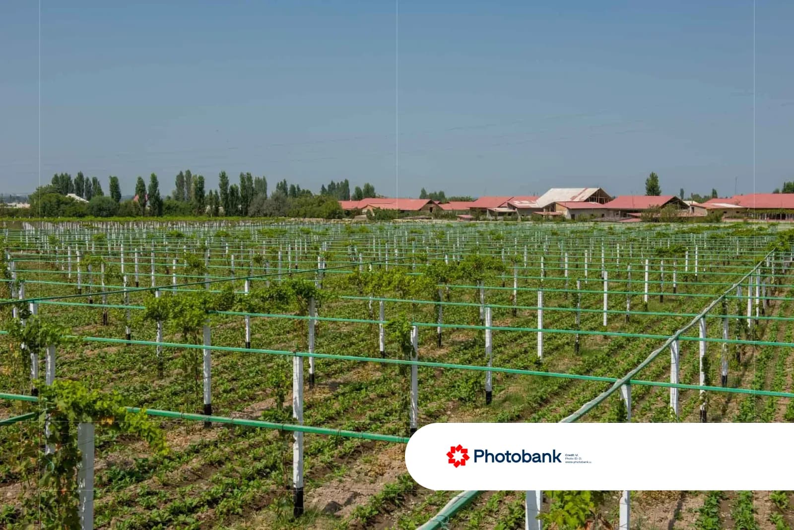 Green vineyard rows with trellises under a clear blue sky