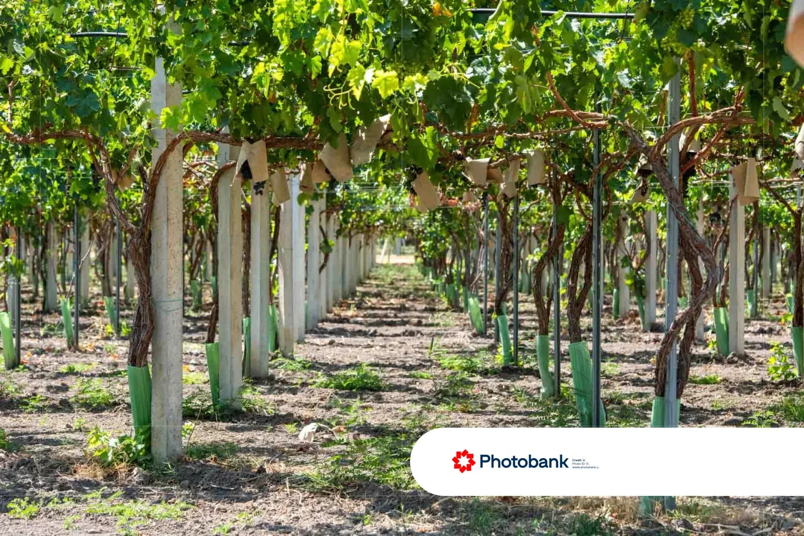 Grape vineyard rows with trellises