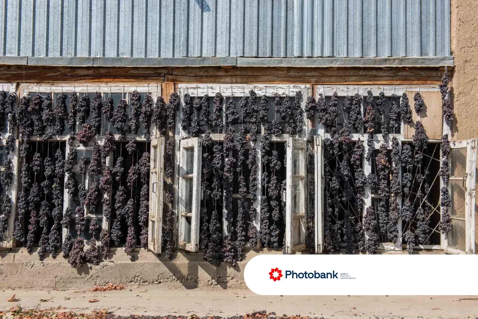 Grapes hanging to dry along building windows