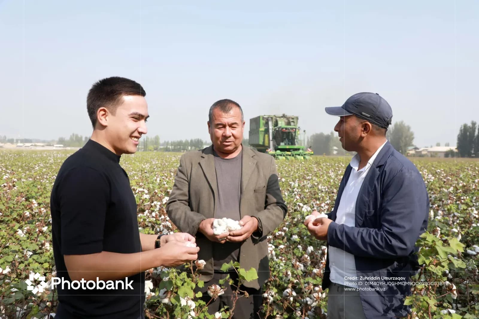 Мужчины стоят на хлопковом поле и держат собранный хлопок