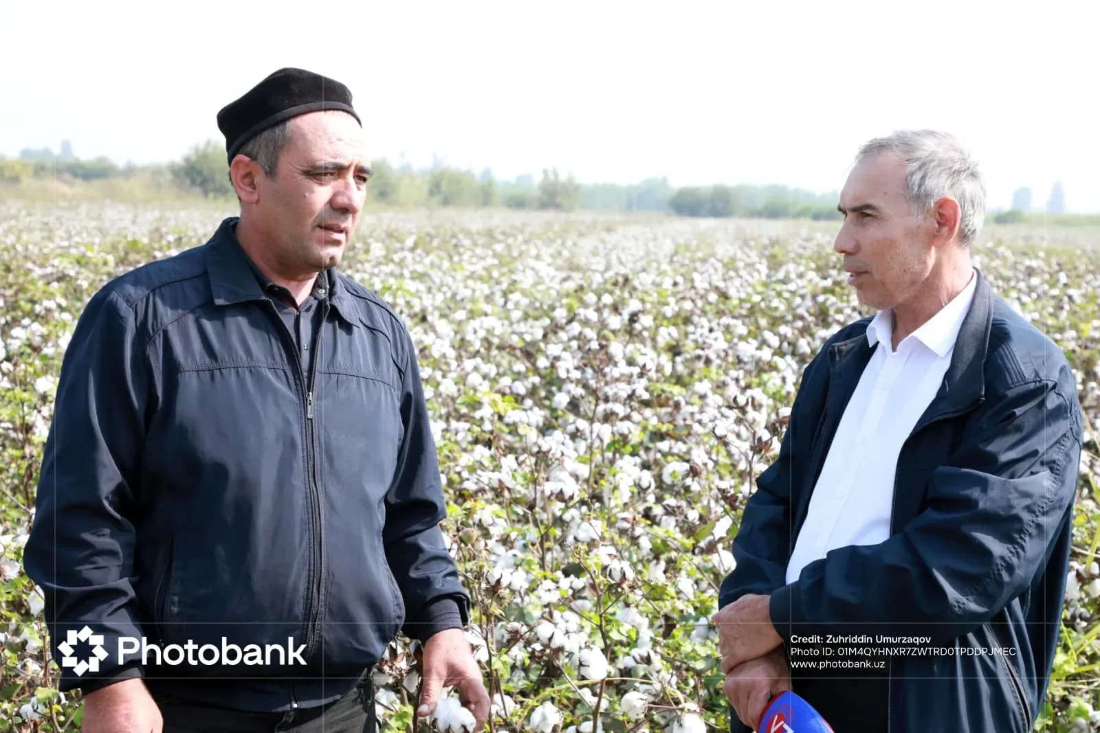 Мужчины стоят на хлопковом поле