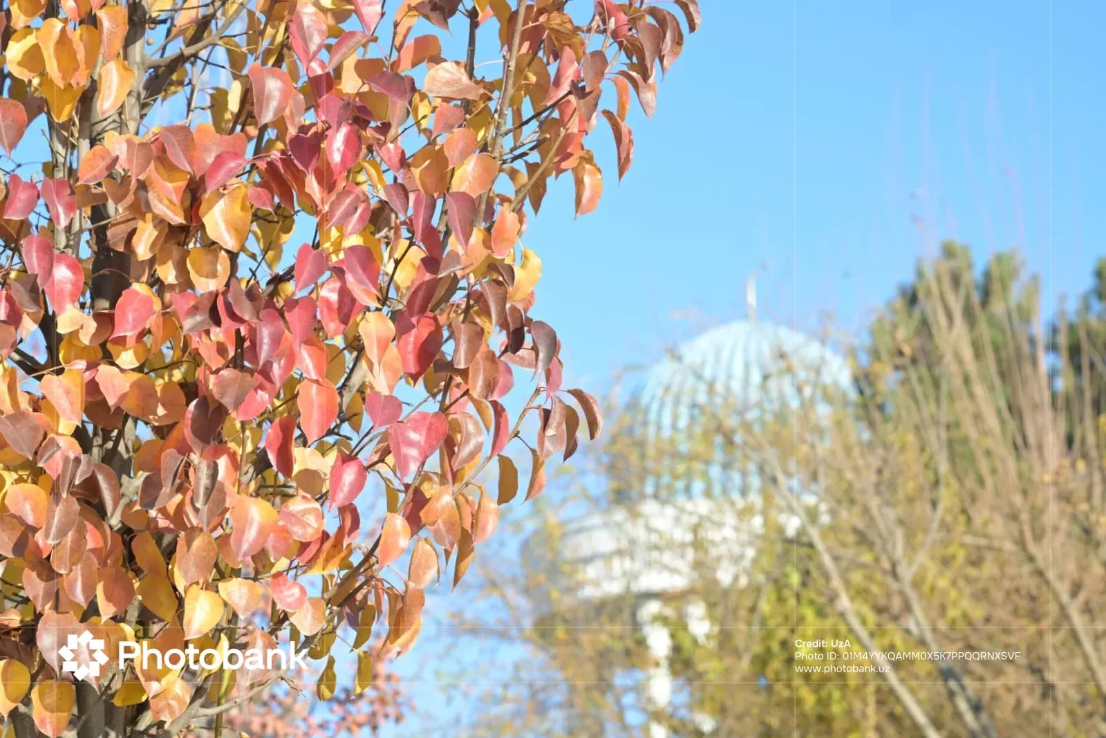 Autumn leaves on tree branches against a clear sky