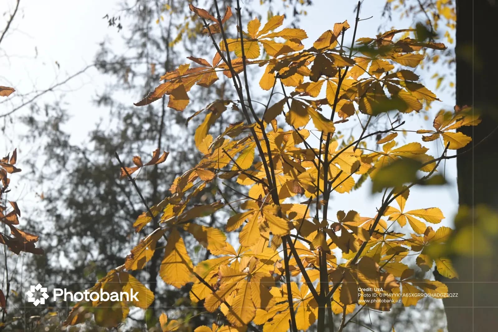 Golden autumn leaves on tree branches