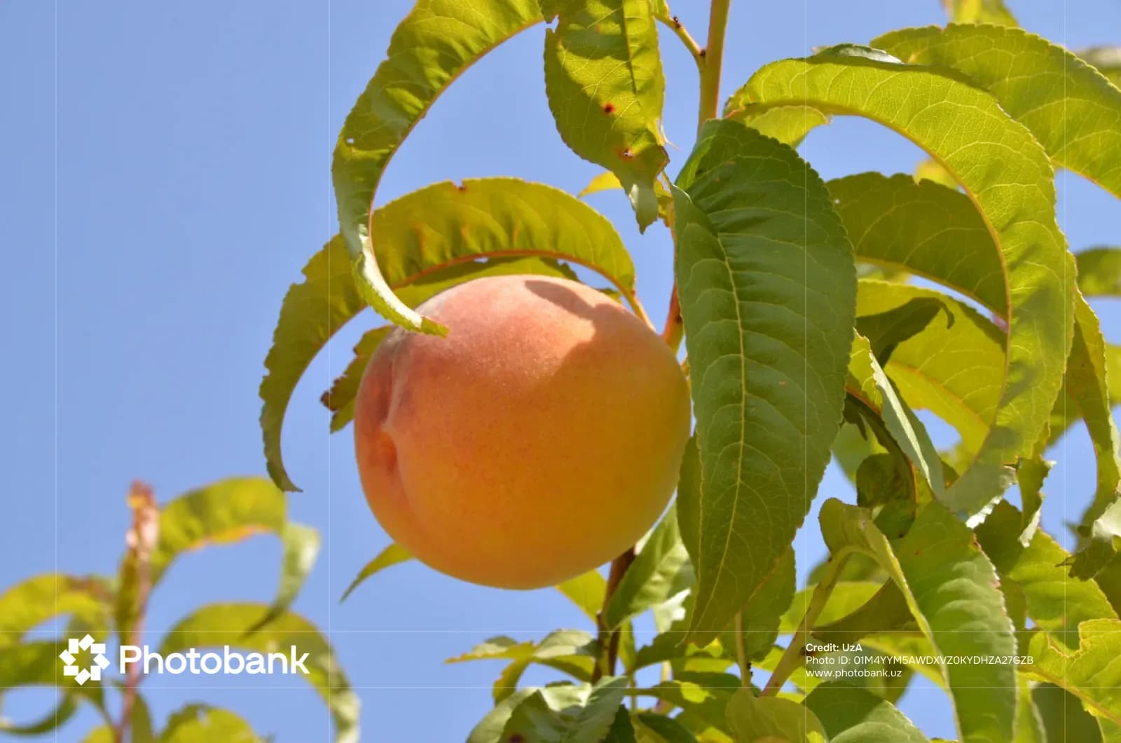 Ripe peach hanging on a tree branch