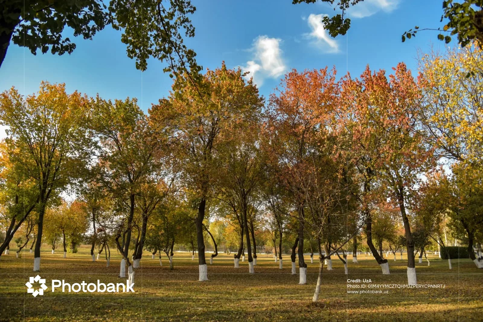 Autumn trees with whitened trunks in a park landscape