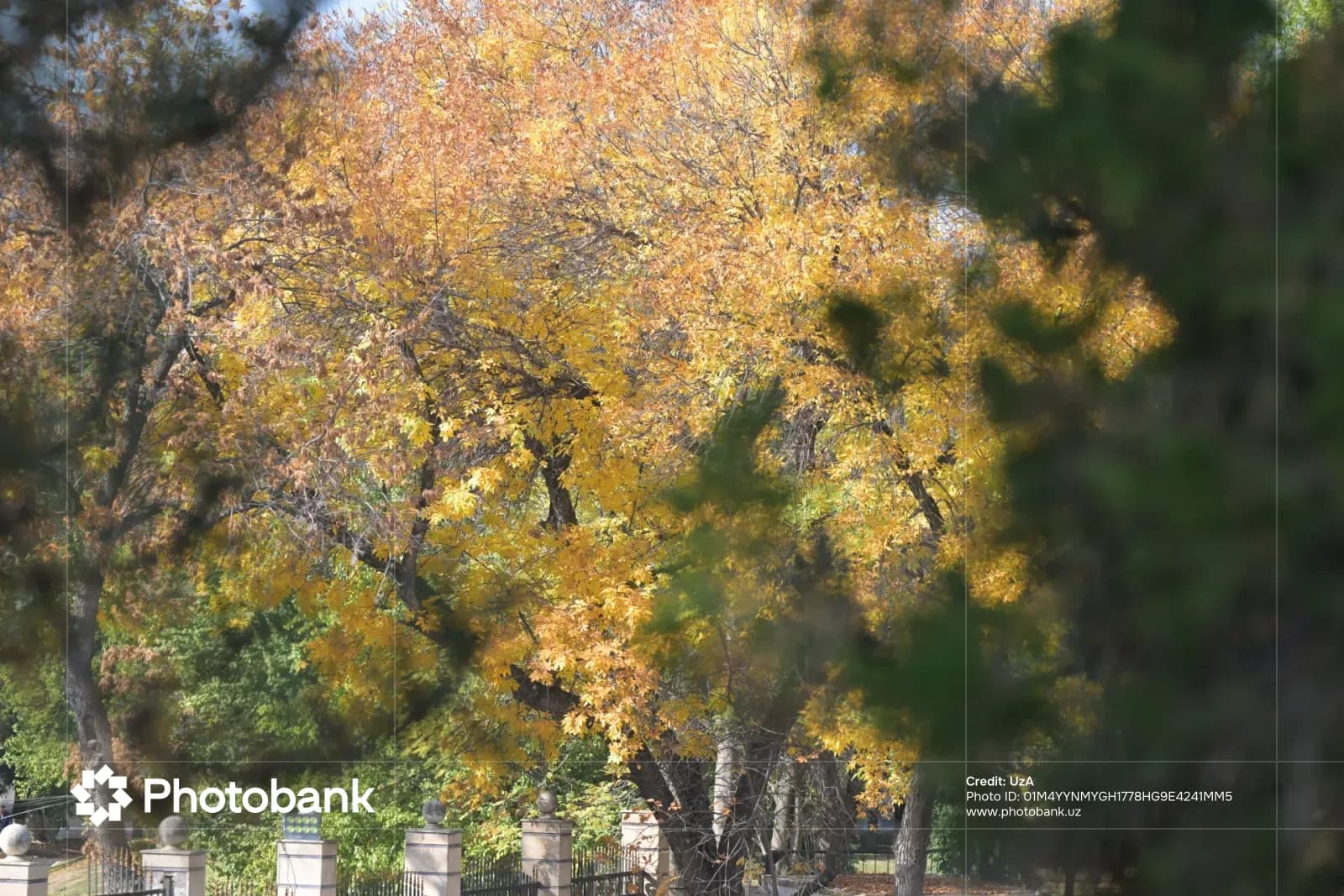 Autumn trees with yellow foliage in a park