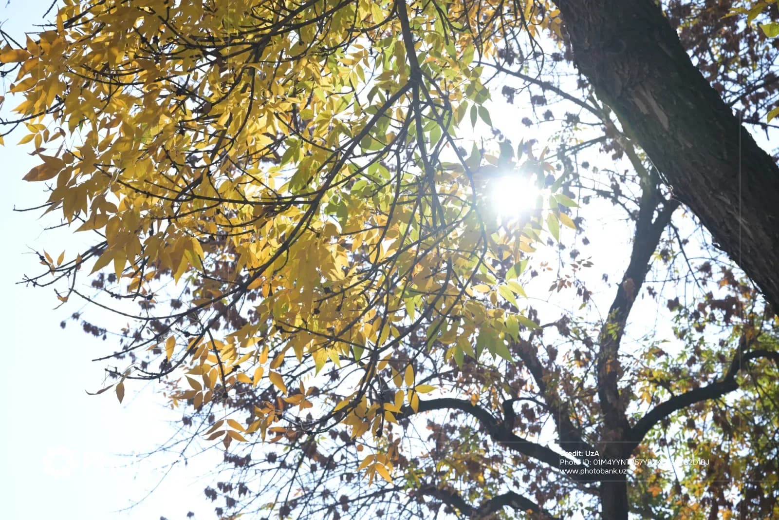 Sunlight filtering through autumn foliage