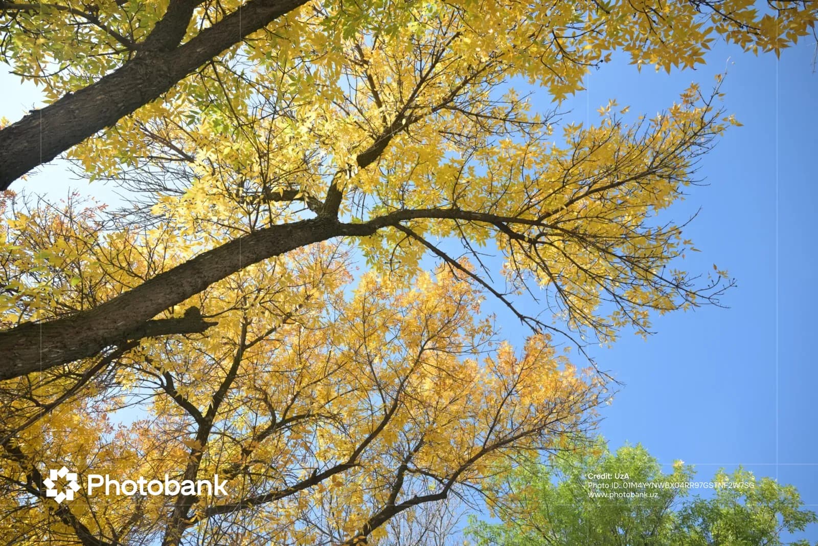 Low-angle view of autumn trees with yellow leaves against a blue sky