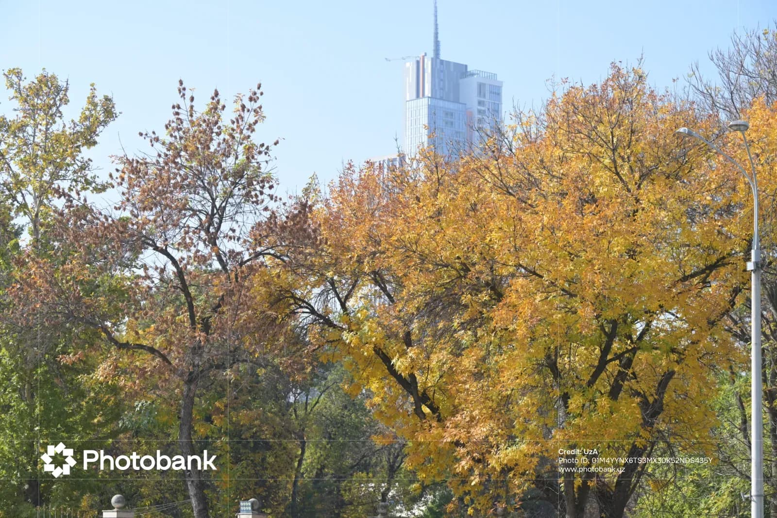 autumn foliage with modern skyscraper in background