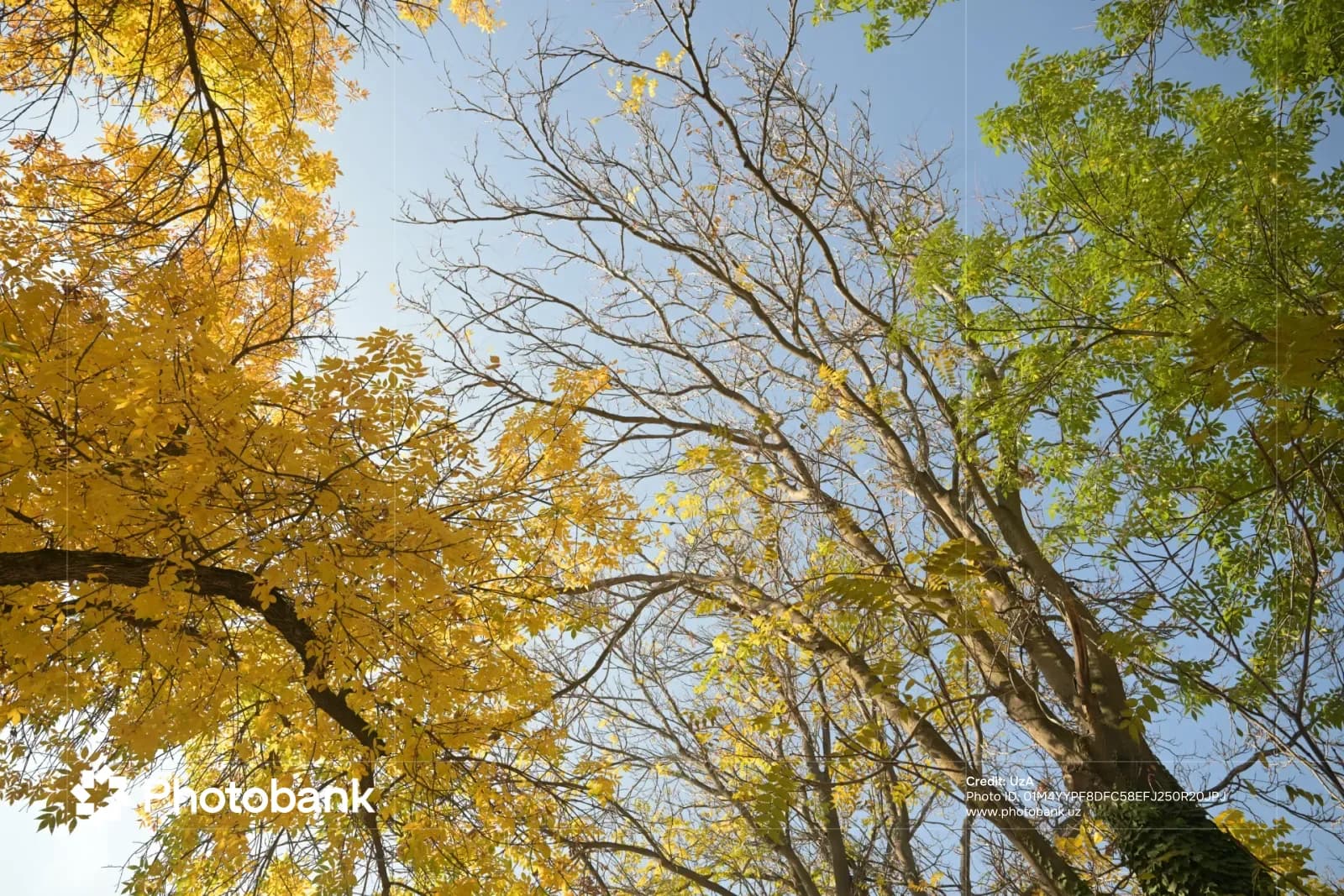 Low-angle view of trees with yellow and green foliage against a blue sky