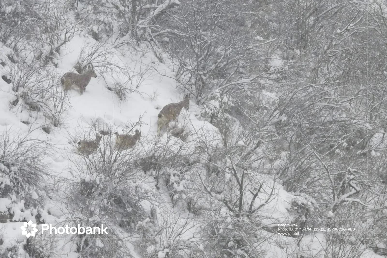 Wild animals in snowy mountain forest