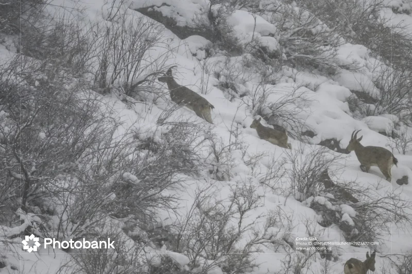 Wild animals in a snowy landscape