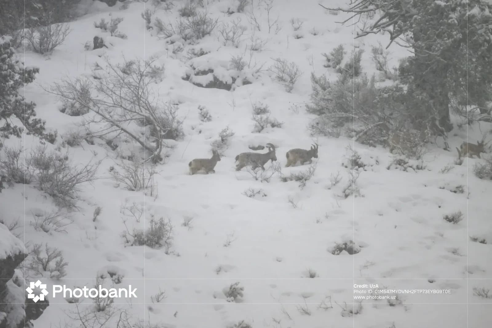 Wild animals in a snowy landscape