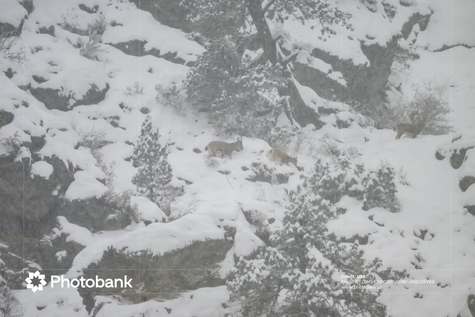 Wild animals stand on a snowy slope