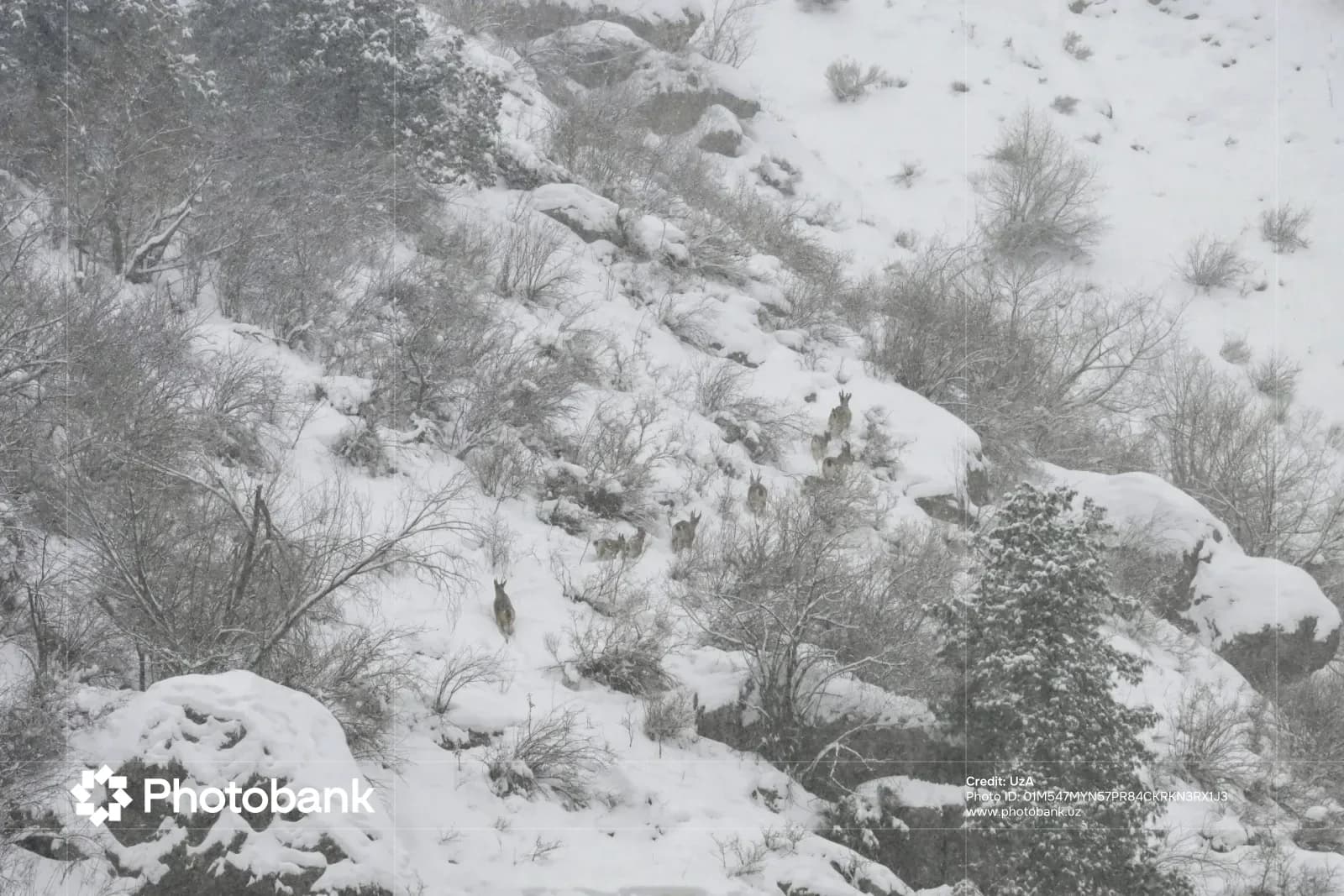 Animals on a snow-covered mountain slope