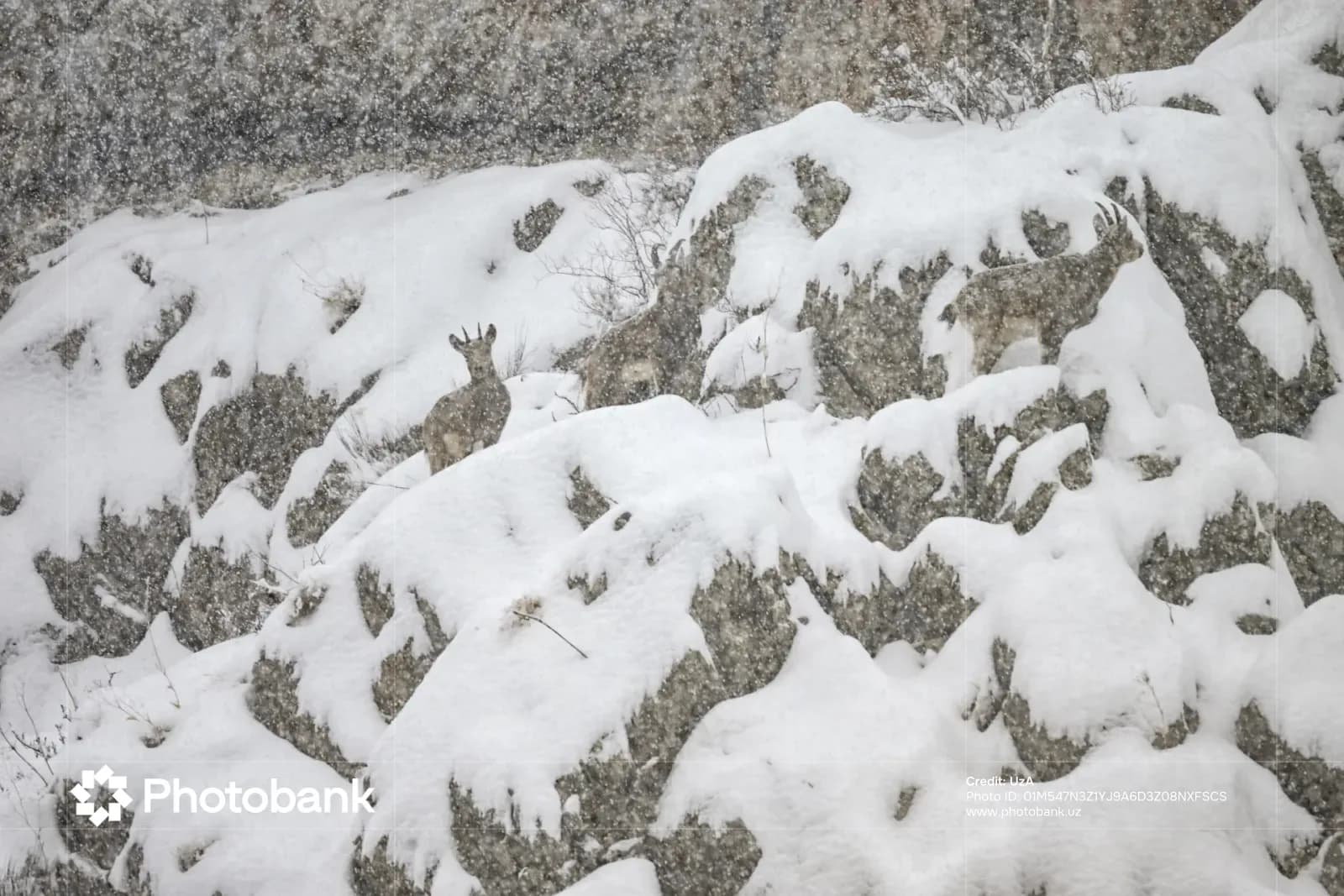 Wild animals on snowy rocky mountain slope during snowfall