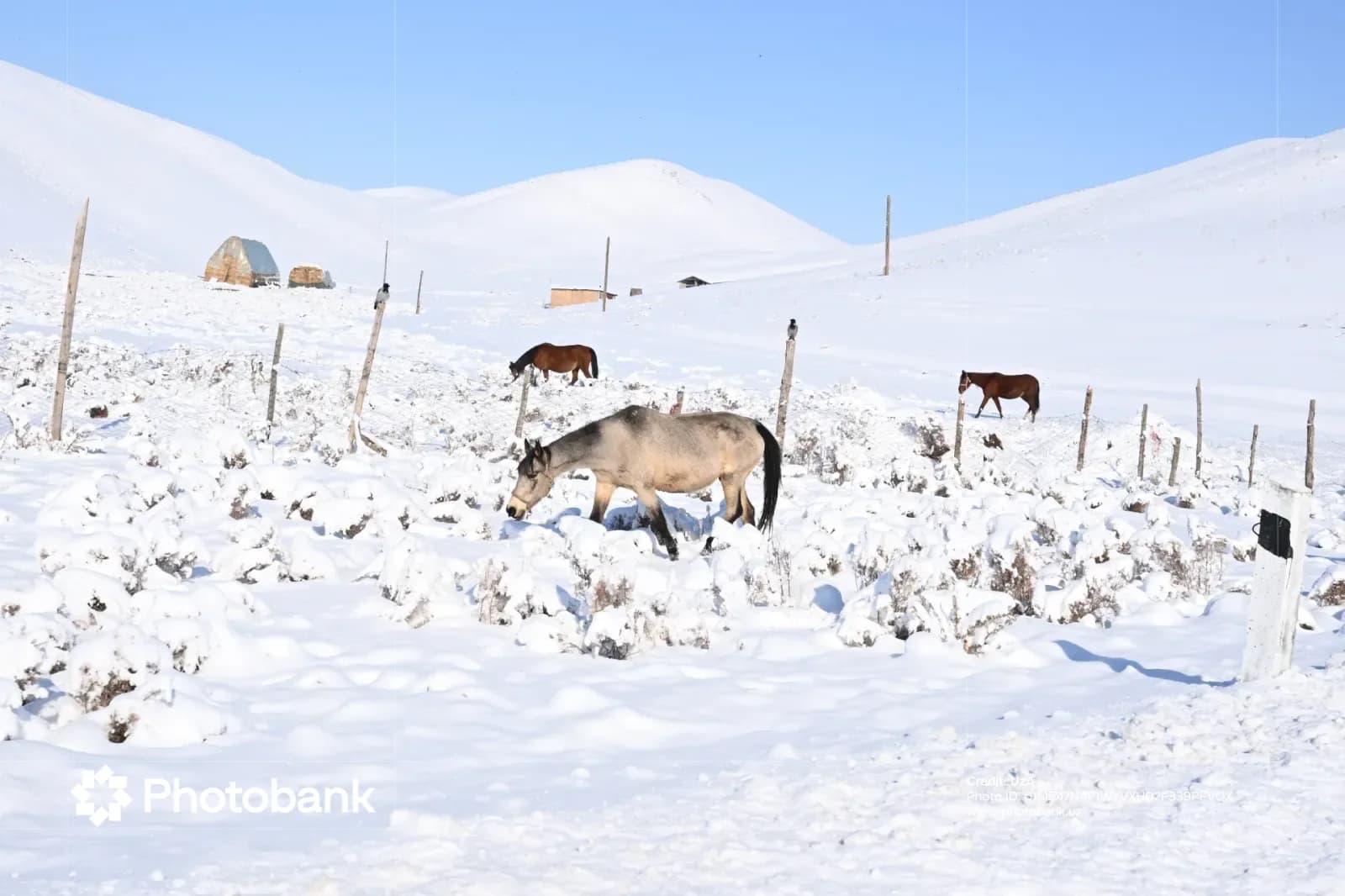 Horses graze in a snowy landscape with rolling hills