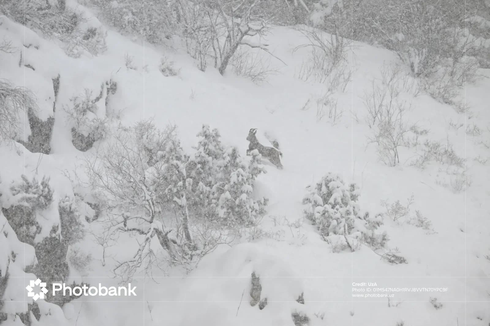 Wild animal navigating a snowy landscape during a snowstorm