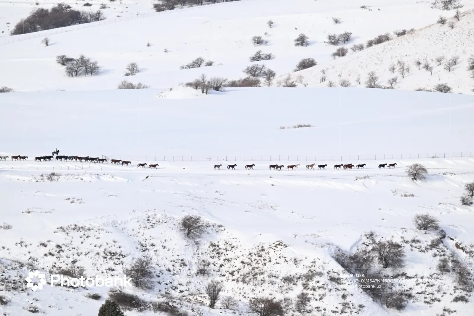 Horses walking through a snow covered landscape
