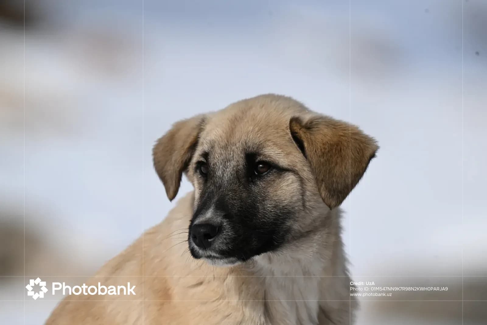 Close-up portrait of a puppy against a blurry background