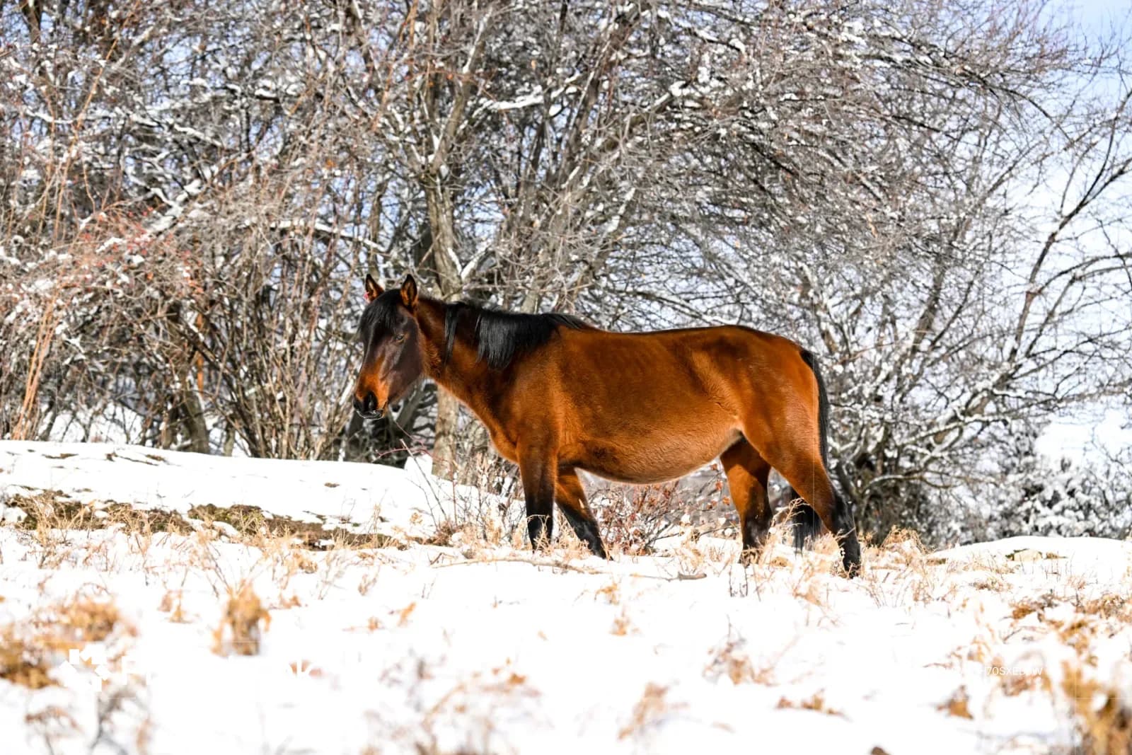 Brown horse standing in a snowy field