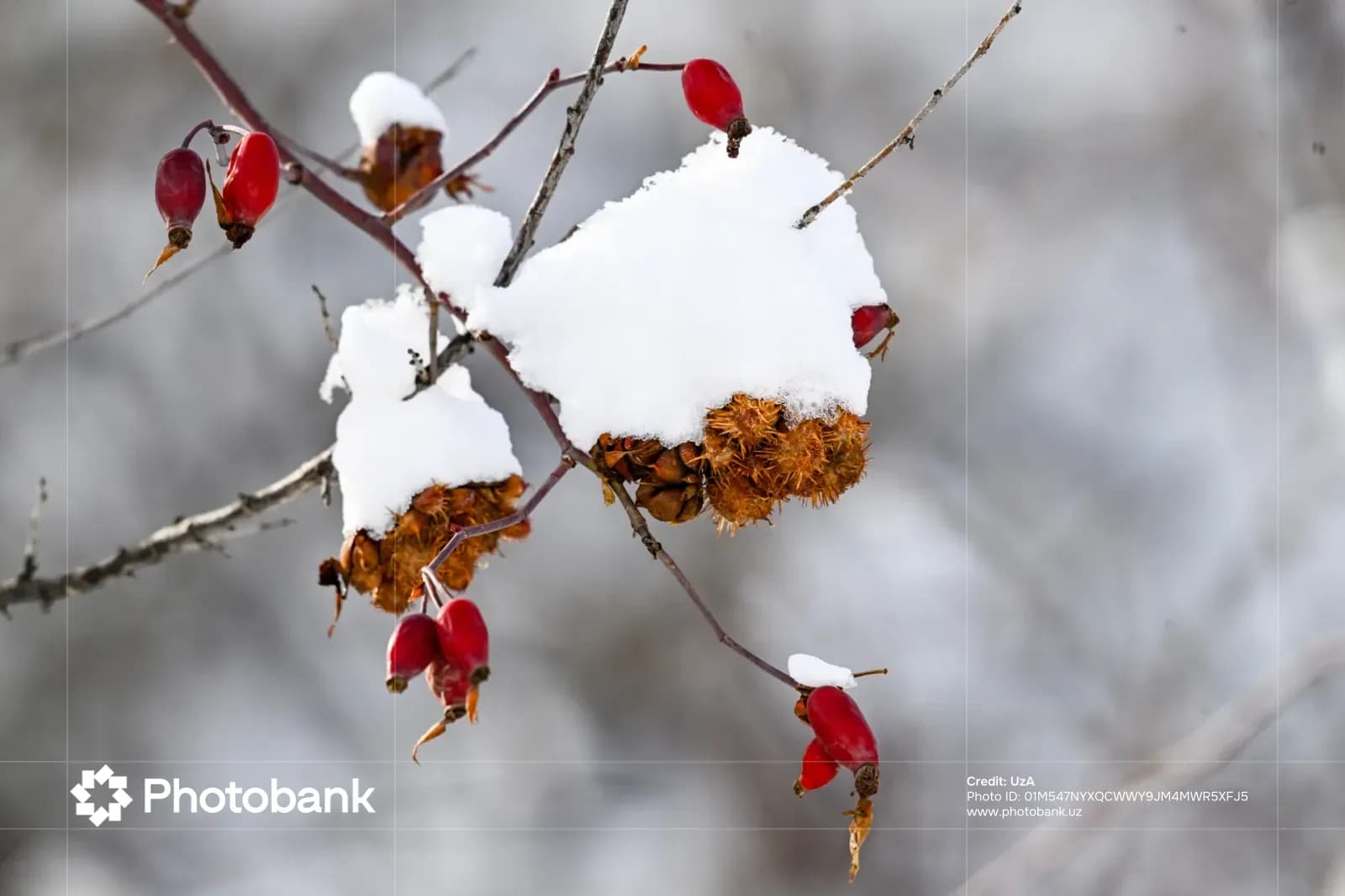 Red rose hips and dry seed pods covered in snow on bare branches
