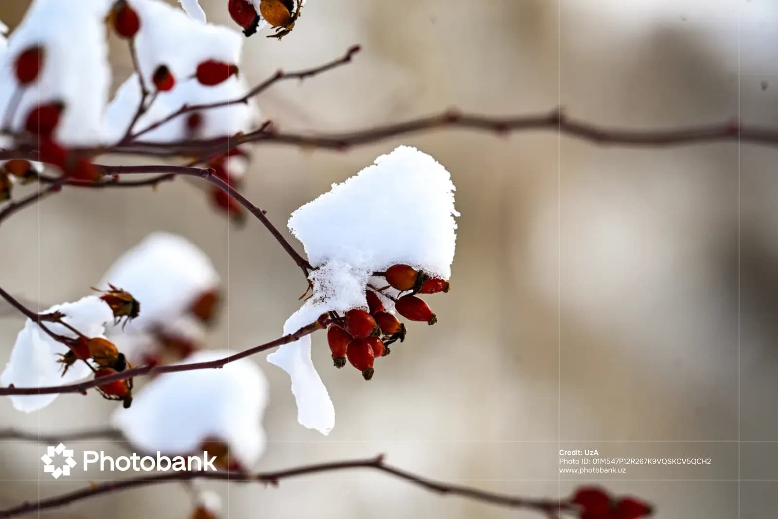 Red berries on branches covered with snow
