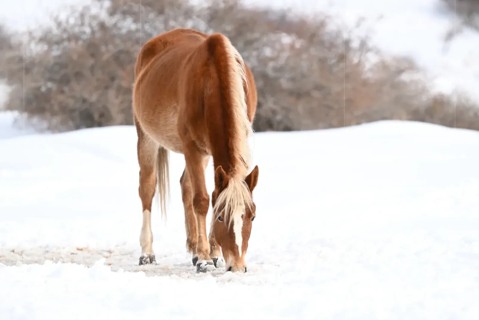 Brown horse grazing in snow