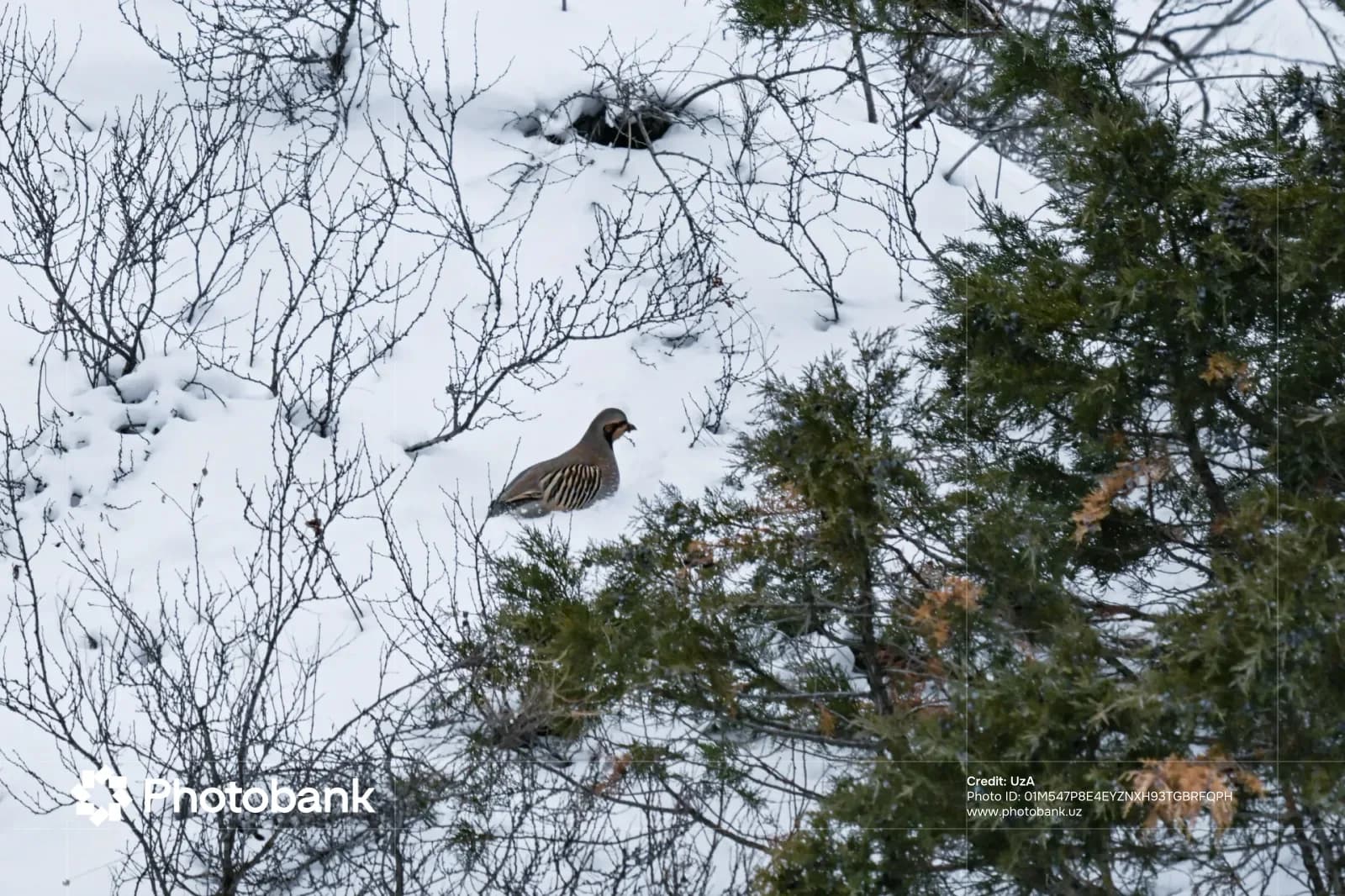 A bird stands on snow-covered ground amidst bare branches and evergreen foliage