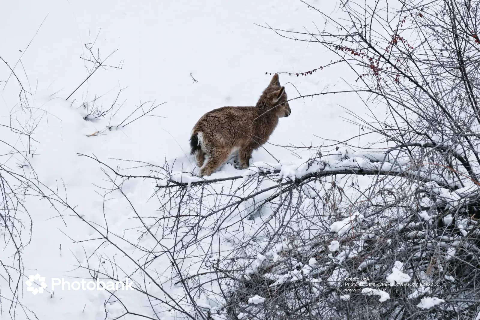 Wild animal standing in snow