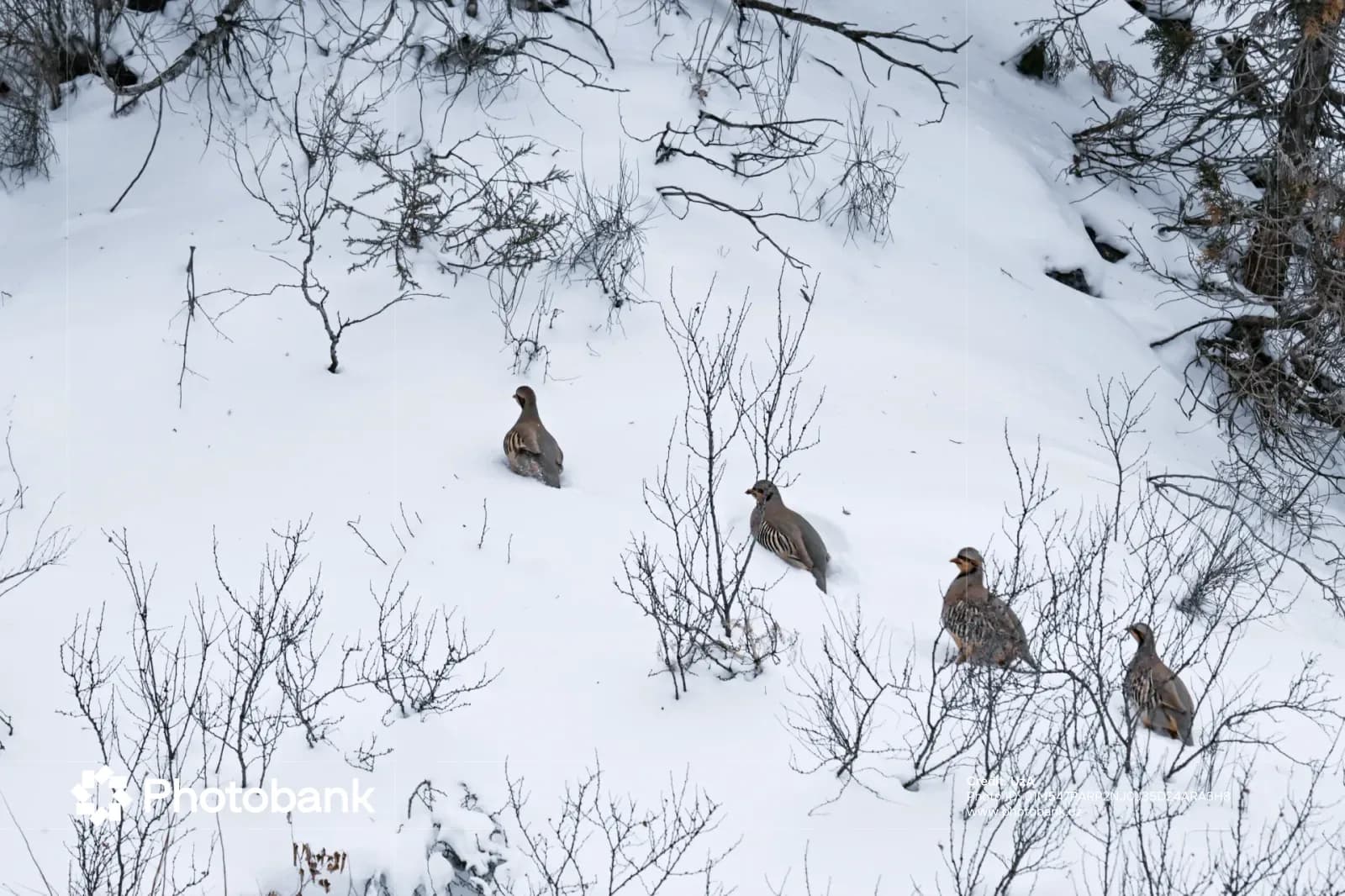 Partridges standing in a snow-covered landscape