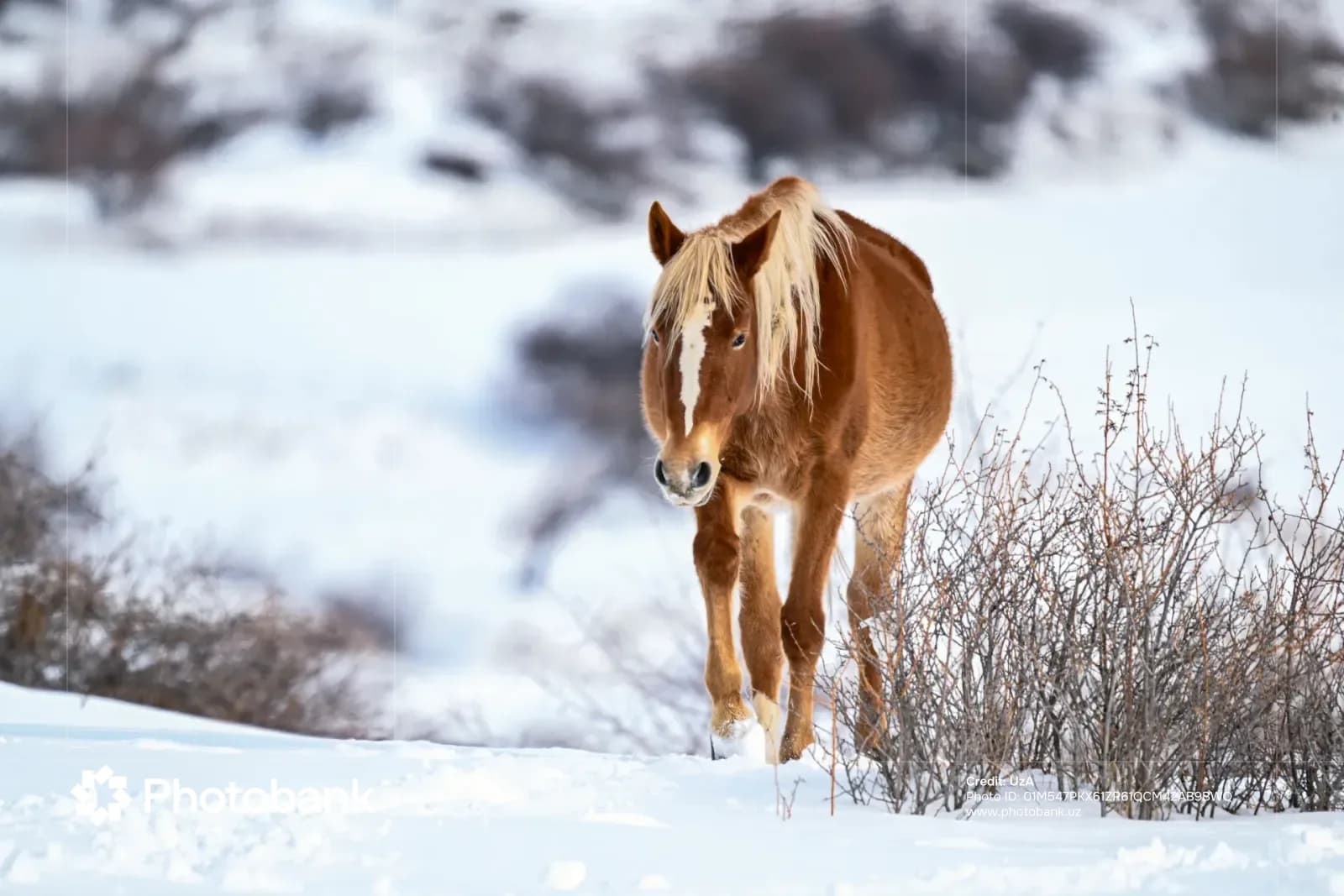 Brown horse walking in snow