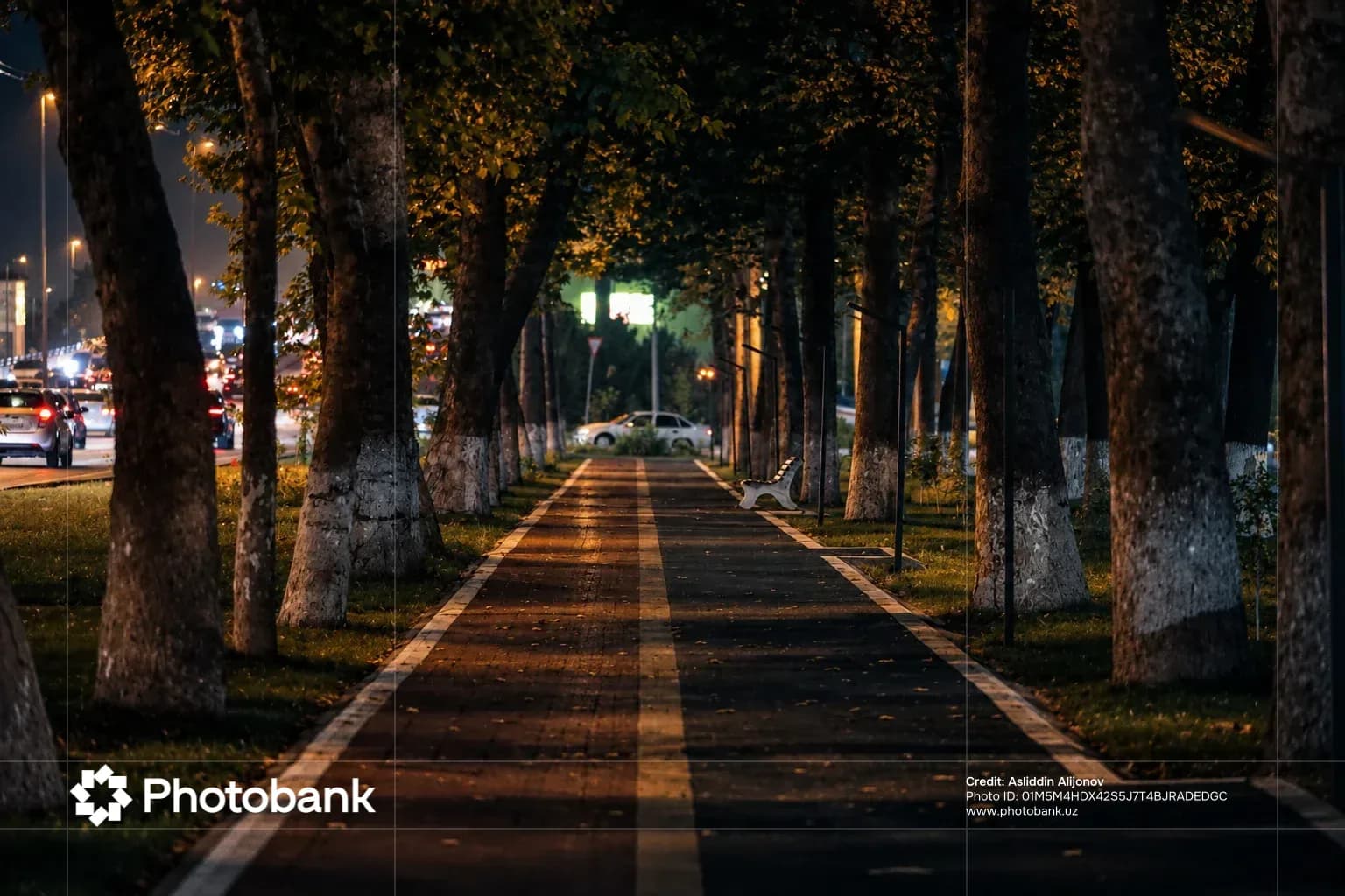 Illuminated pedestrian pathway lined with trees at night