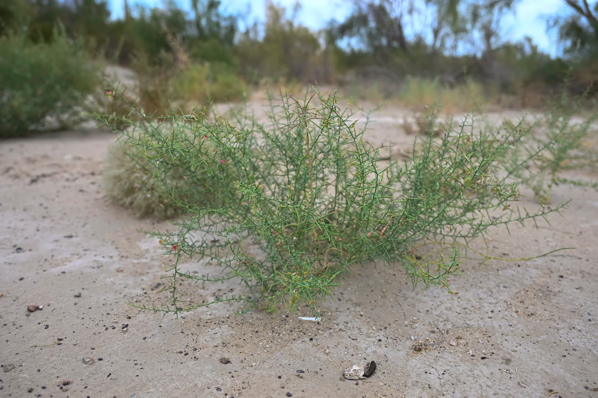 Green desert shrub growing on sandy soil