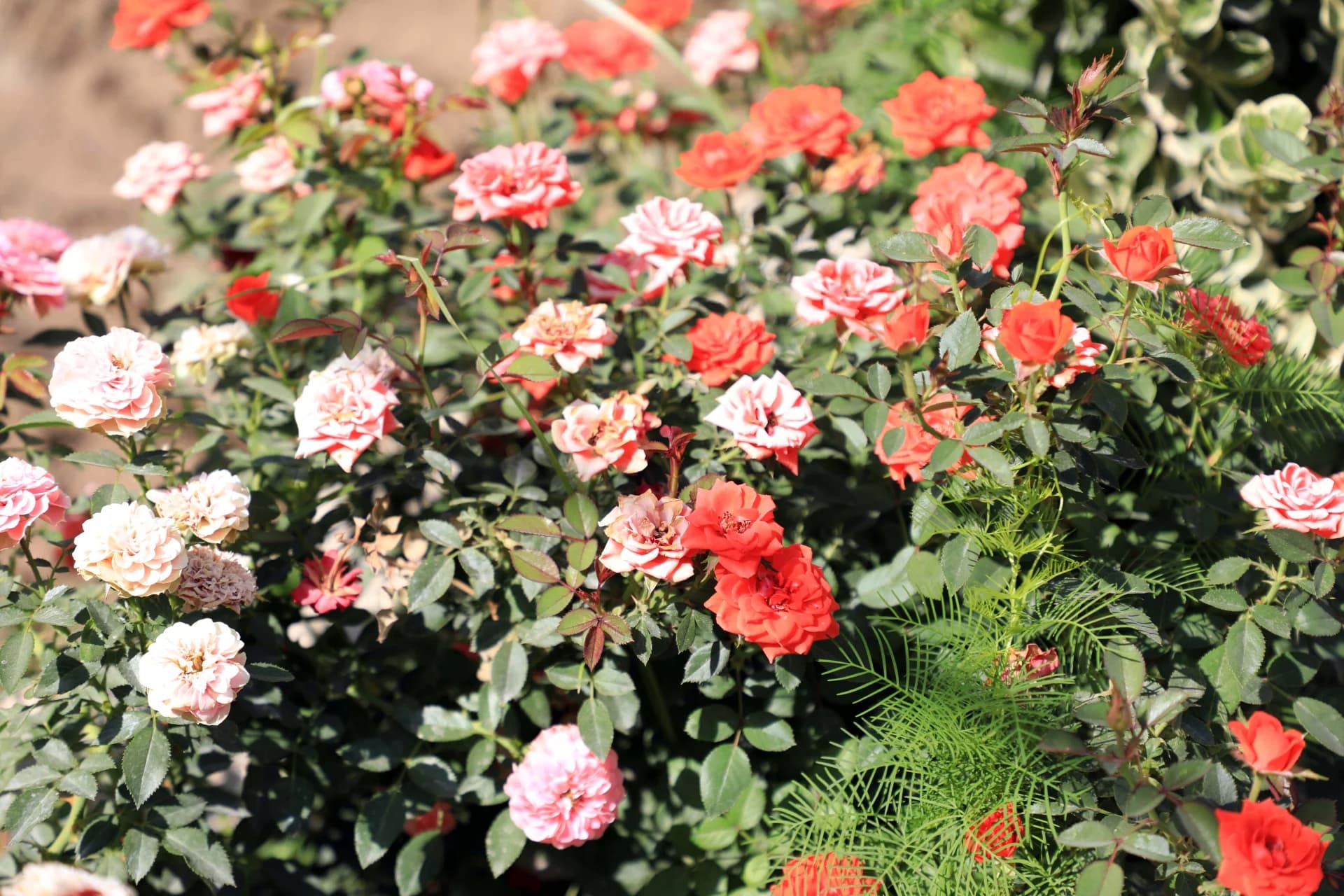 Blooming rose bush with red and pink flowers in daylight