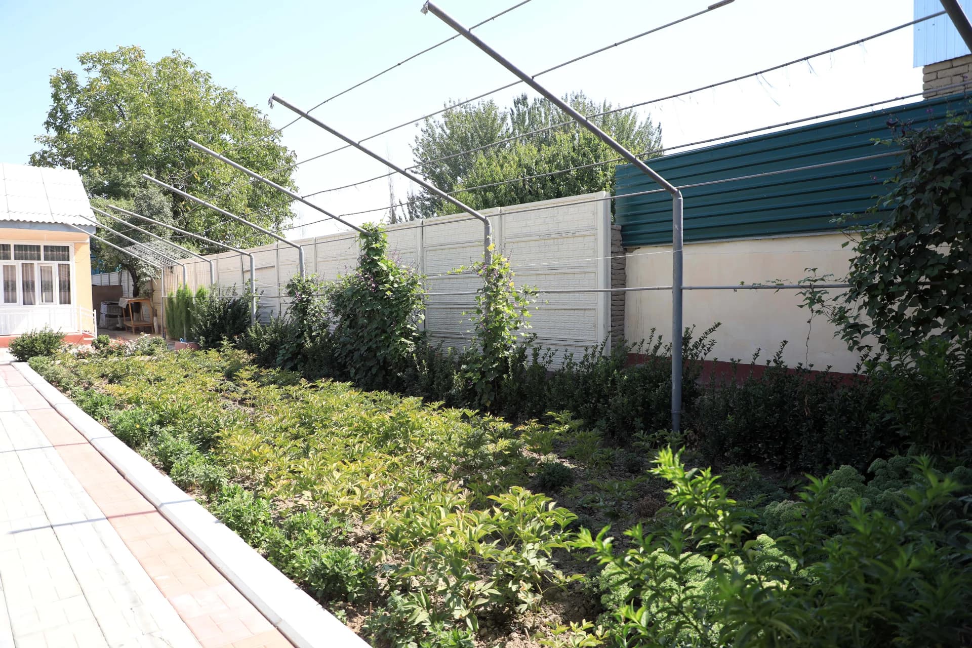 Green plants growing in an outdoor garden bed with a trellis structure