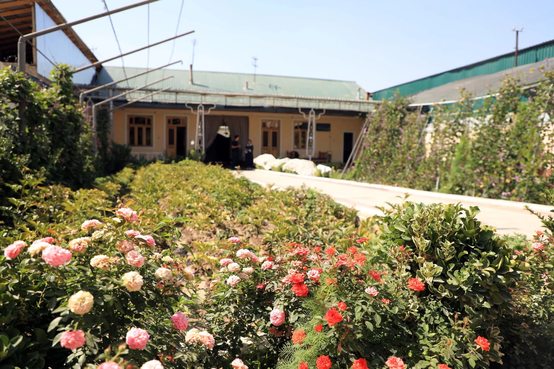 Blooming rose garden and buildings under blue sky
